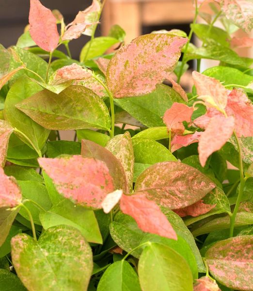 Vaccinium 'Flamingo'
